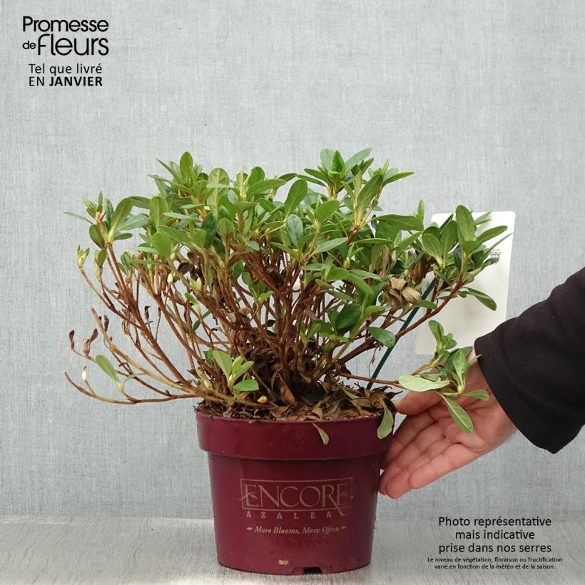Exemplar von Japanische Azalee ENCORE Sunburst - Azalea Topf mit 3L/4L wie im Winter geliefert
