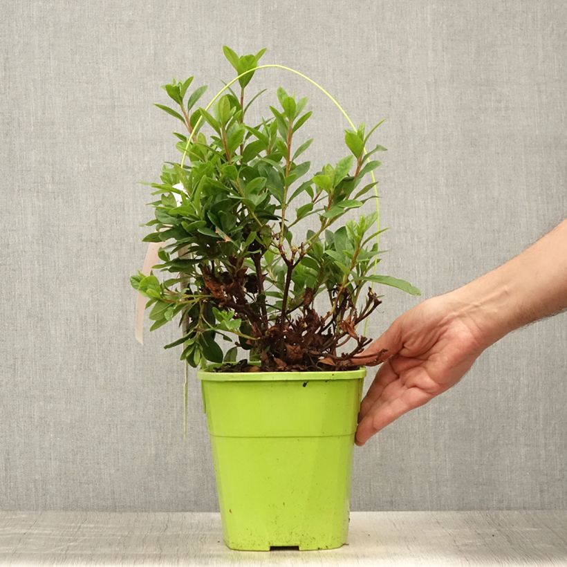 Exemplar von Japanische Azalee ENCORE Sunset - Azalea Topf mit 3L/4L wie im Sommer geliefert