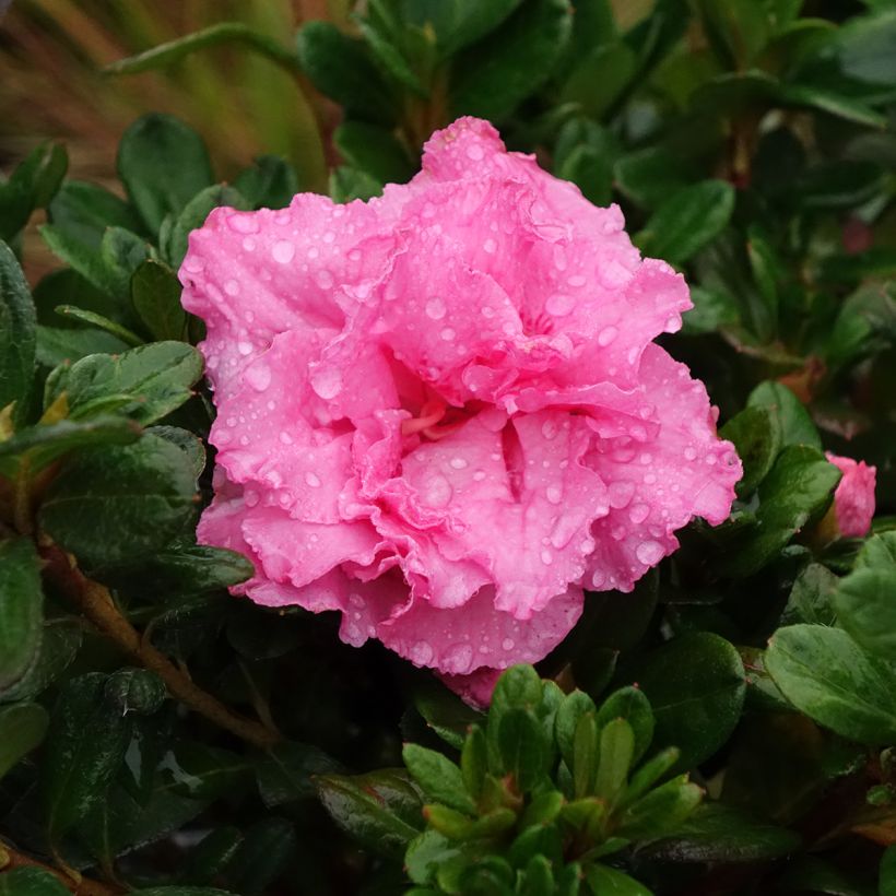 Japanische Azalee Repetita Pink - Azalea (Blüte)