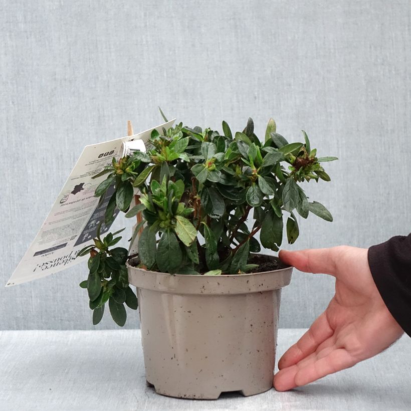 Exemplar von Japanische Azalee REPETITA Red - Azalea Topf mit 2L/3L wie im Herbst geliefert