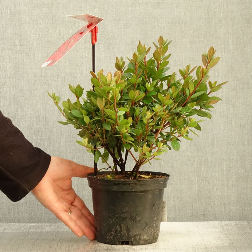 Example of Japanische Azalee Arabesk - Azalea Topf mit 1,5L/2L as you get in automne