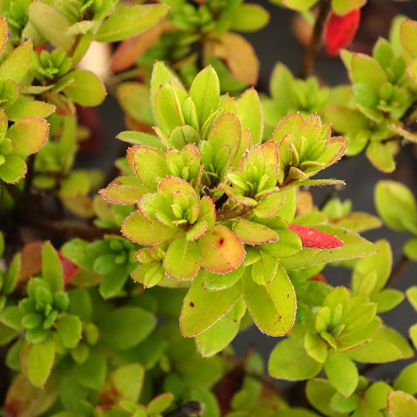 Japanische Azalee Arabesk - Azalea (Foliage)