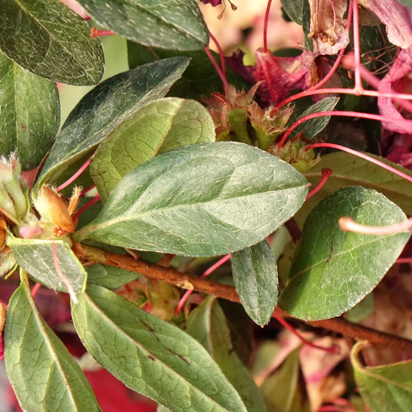 Japanische Azalee Madame Galle - Azalea (Foliage)