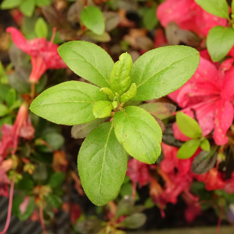 Japanische Azalee Manuska - Azalea (Foliage)