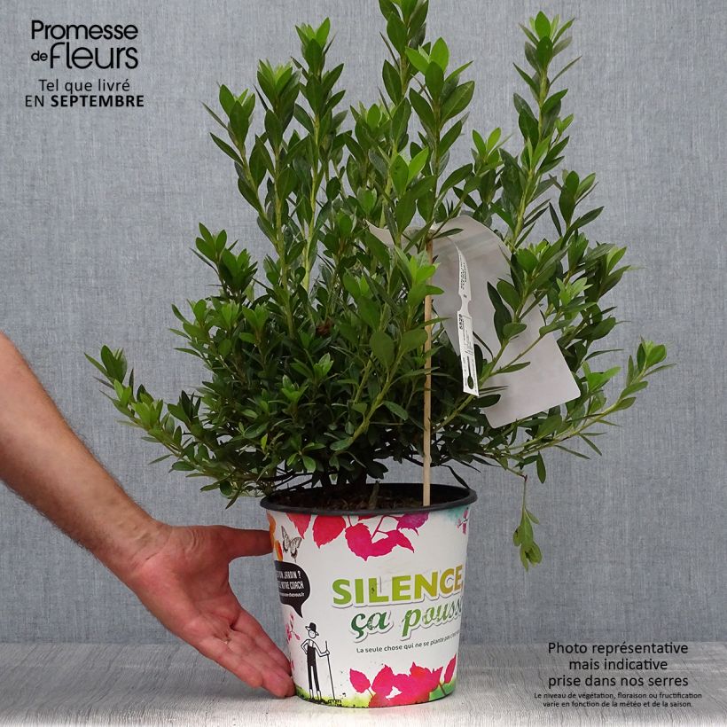 Example of Japanische Azalee Rosa King - Azalea Topf mit 4L/5L as you get in automne