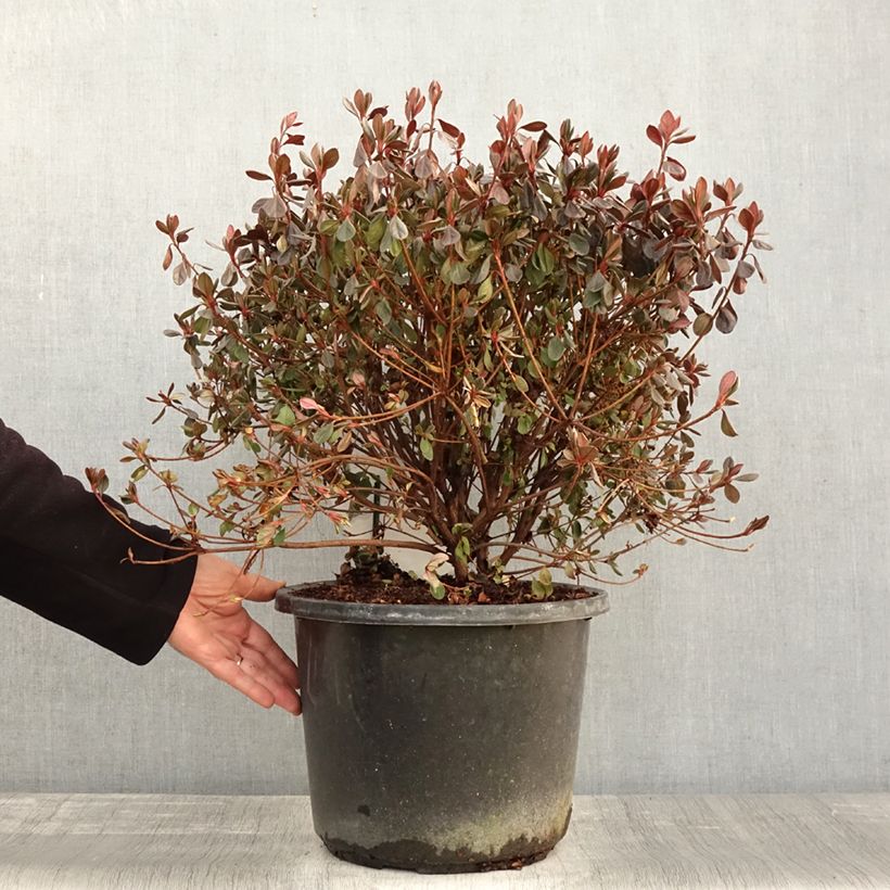 Example of Japanische Azalee Stewartstonian - Azalea Topf mit 12L/15L as you get in automne