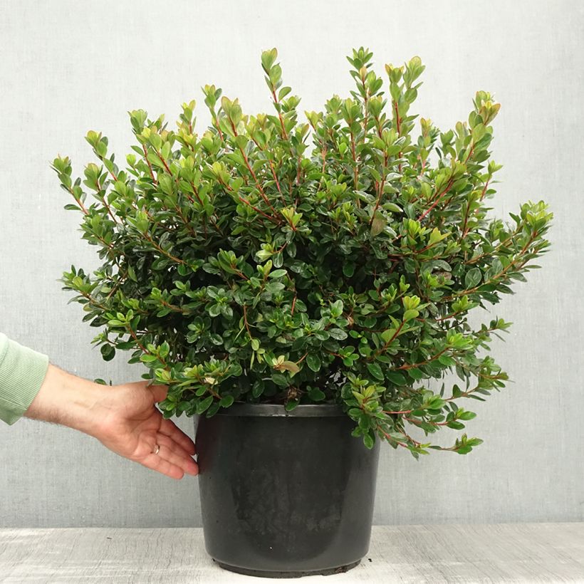 Exemplar von Japanische Azalee Stewartstonian - Azalea Topf mit 12L/15L wie im Sommer geliefert