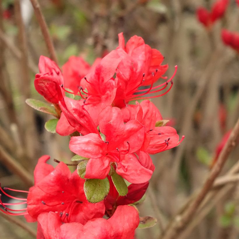 Japanische Azalee Stewartstonian - Azalea (Flowering)