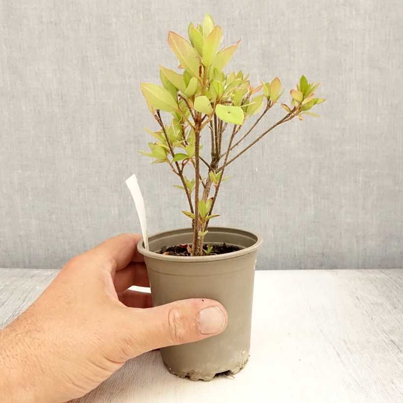 Example of Japanische Azalee Vuyk's Scarlet - Azalea Kleine Töpfe von 8/9 cm as you get in ete