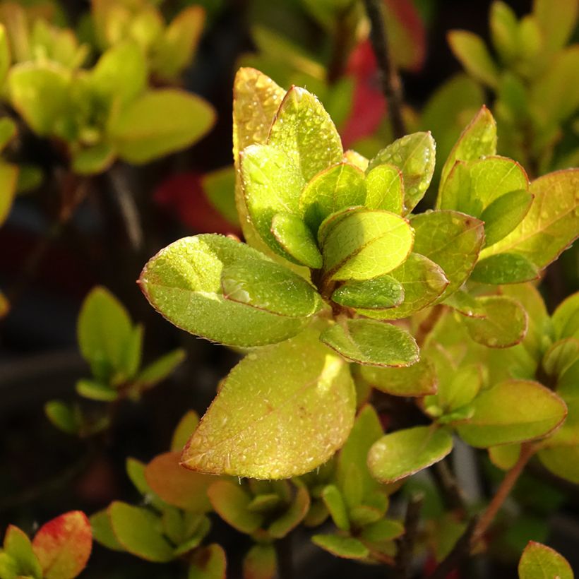 Japanische Azalee Blaauw's pink - Azalea (Foliage)