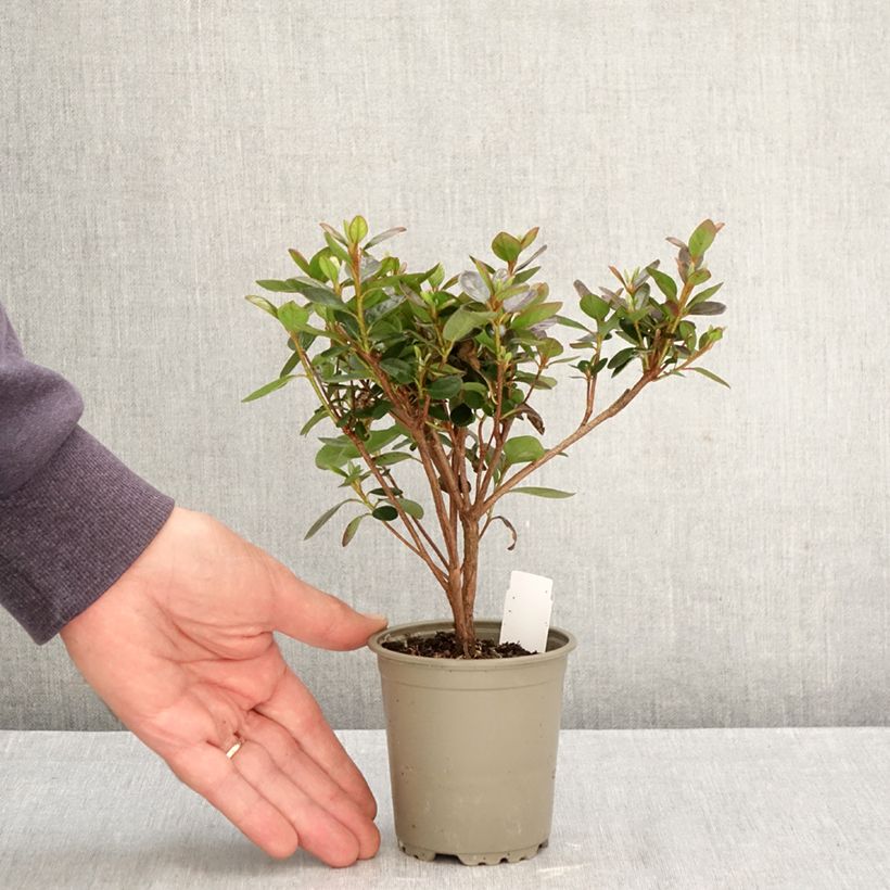 Exemplar von Japanische Azalee Blaauw's pink - Azalea Kleine Töpfe von 8/9 cm wie im Herbst geliefert