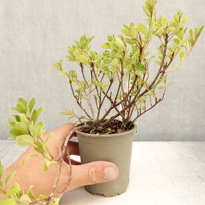 Example of Japanische Azalee Blaauw's pink - Azalea Kleine Töpfe von 8/9 cm as you get in ete