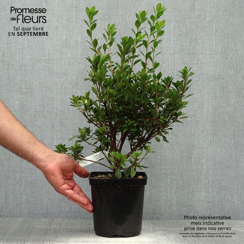 Example of Japanische Azalee Blaauw's pink - Azalea Topf mit 2L/3L as you get in automne