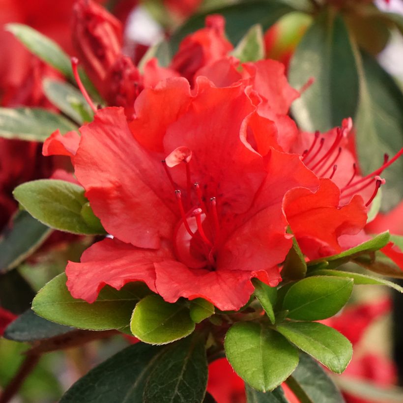 Japanische Azalee Girard's Hot Shot - Azalea (Flowering)