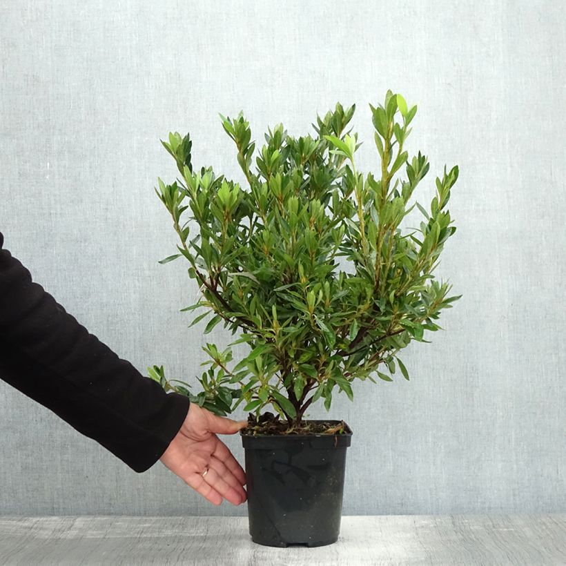 Example of Japanische Azalee Melle - Azalea Topf mit 2L/3L as you get in automne