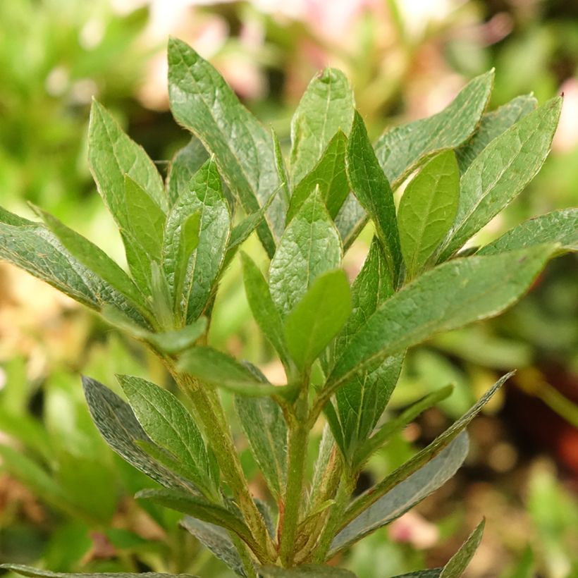 Japanische Azalee Melle - Azalea (Foliage)