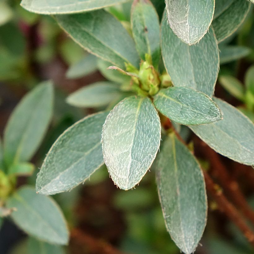 Japanische Azalee Mme Van Hecke - Azalea (Foliage)