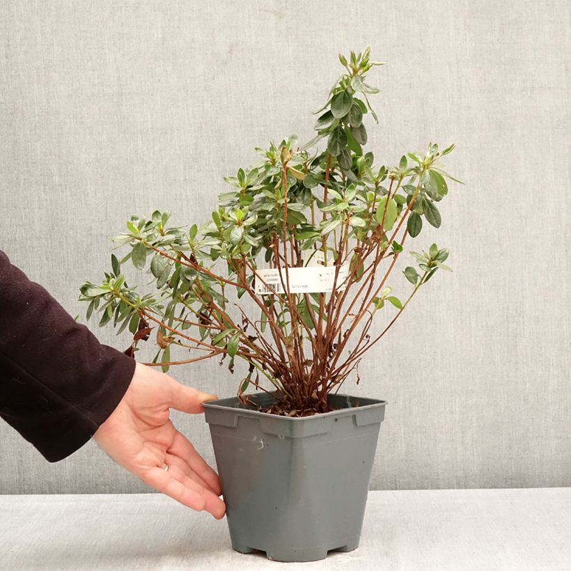 Exemplar von Japanische Azalee Orange Beauty - Azalea Topf mit 2L/3L wie im Frühjahr geliefert