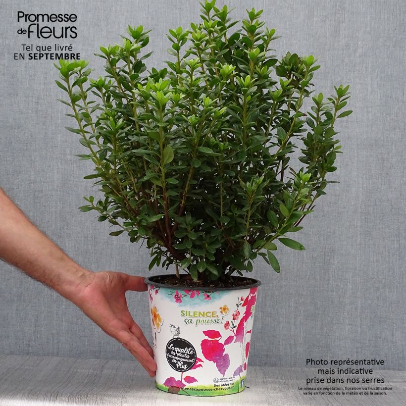 Example of Japanische Azalee Orange Beauty - Azalea Topf mit 2L/3L as you get in automne