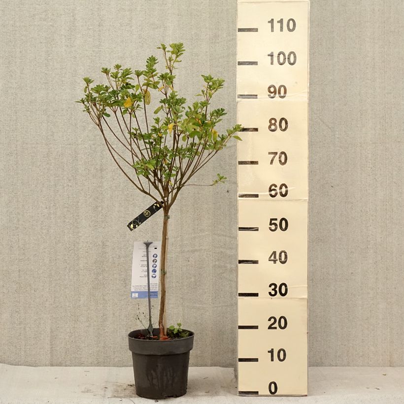 Example of Azalea obtusum Schneeglanz - Japanische Azalee Topf mit 4L/5L as you get in ete