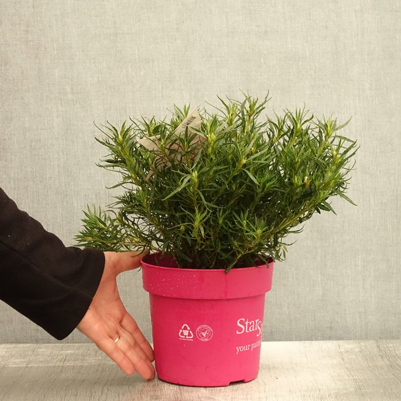Example of Japanische Azalee Star Style Pink - Azalea Topf mit 3L/4L as you get in automne