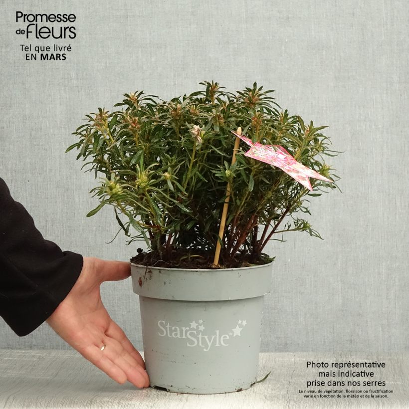 Exemplar von Japanische Azalee Star Style Pink - Azalea Topf mit 3L/4L wie im Frühjahr geliefert