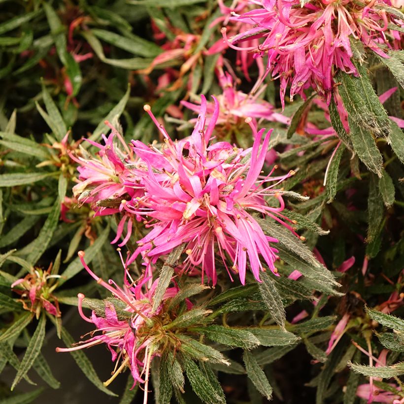 Japanische Azalee Star Style Pink - Azalea (Flowering)