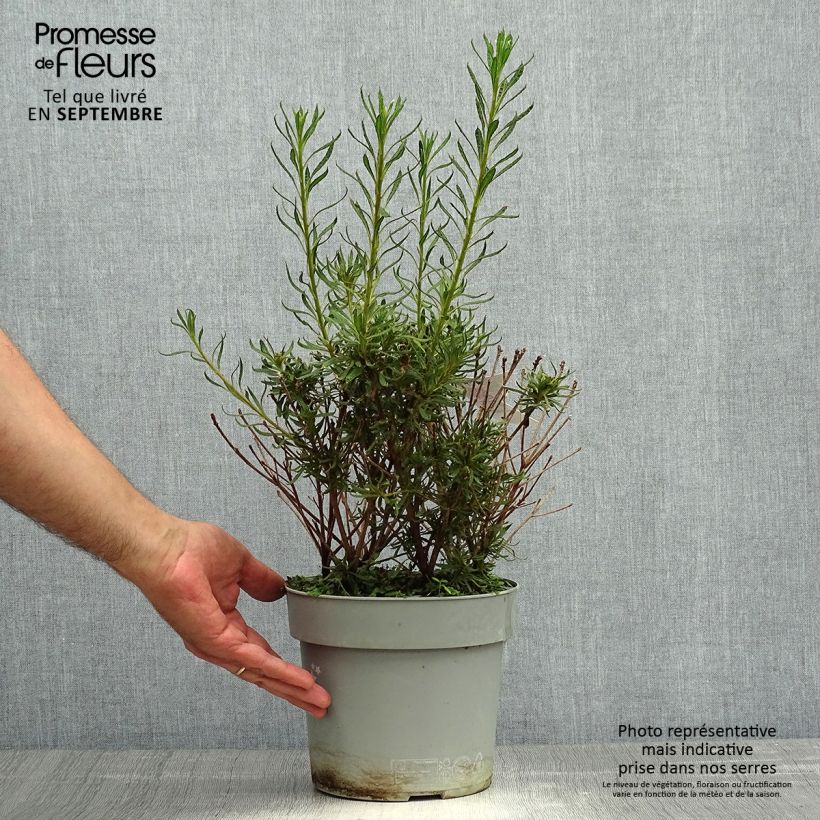 Example of Japanische Azalee Star Style Violet - Azalea Topf mit 3L/4L as you get in automne
