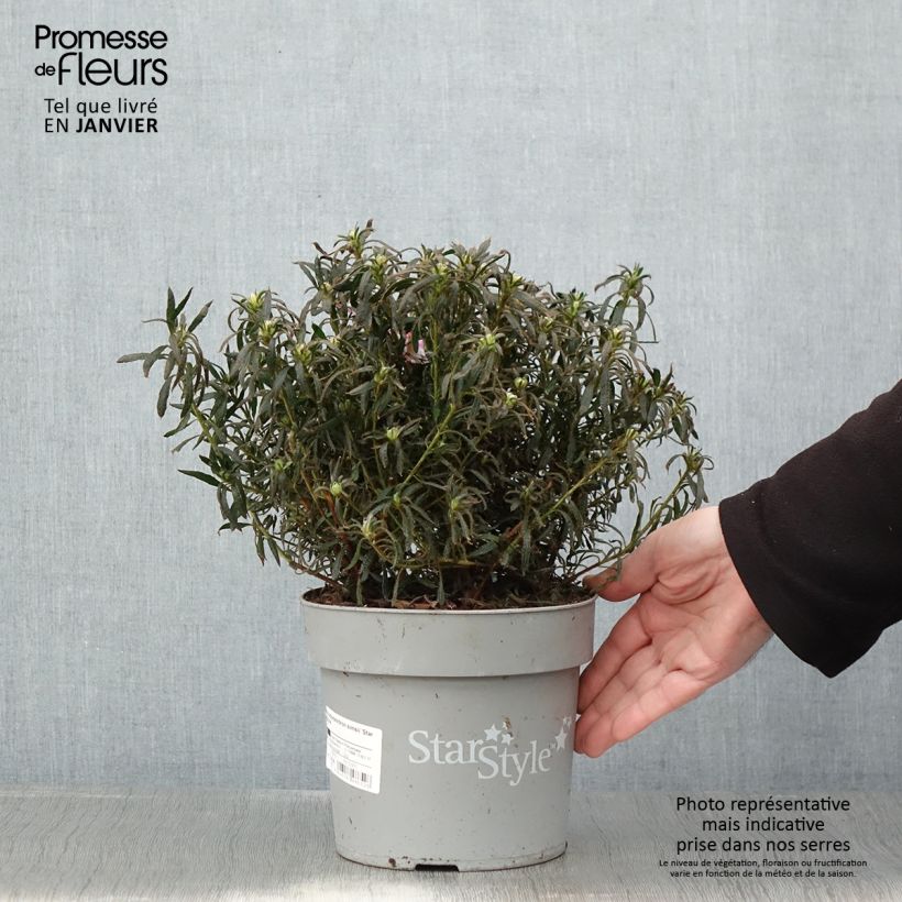 Exemplar von Japanische Azalee Star Style Violet - Azalea Topf mit 3L/4L wie im Winter geliefert