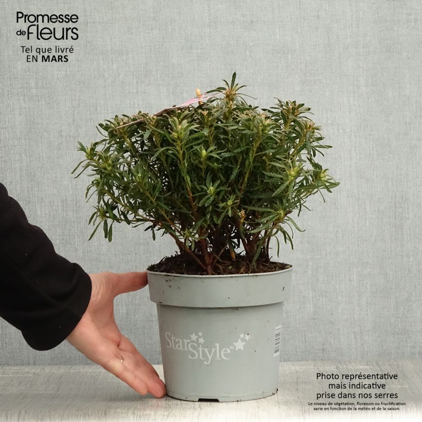 Exemplar von Japanische Azalee Star Style Violet - Azalea Topf mit 3L/4L wie im Frühjahr geliefert