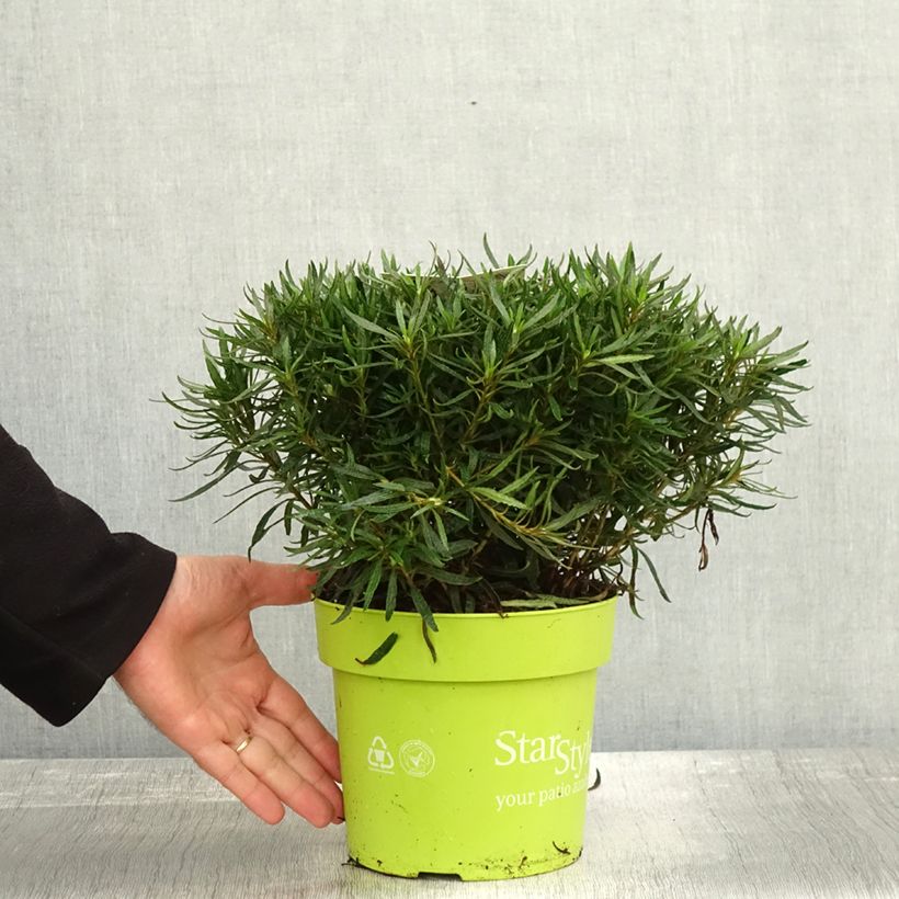 Example of Japanische Azalee Star Style White - Azalea Topf mit 3L/4L as you get in automne