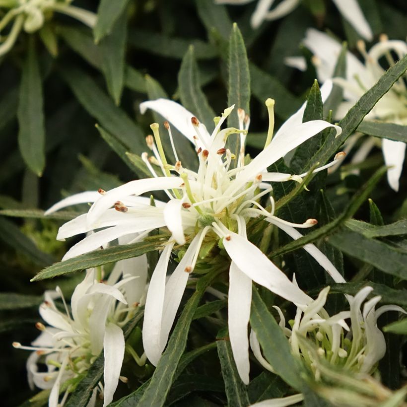 Japanische Azalee Star Style White - Azalea (Flowering)