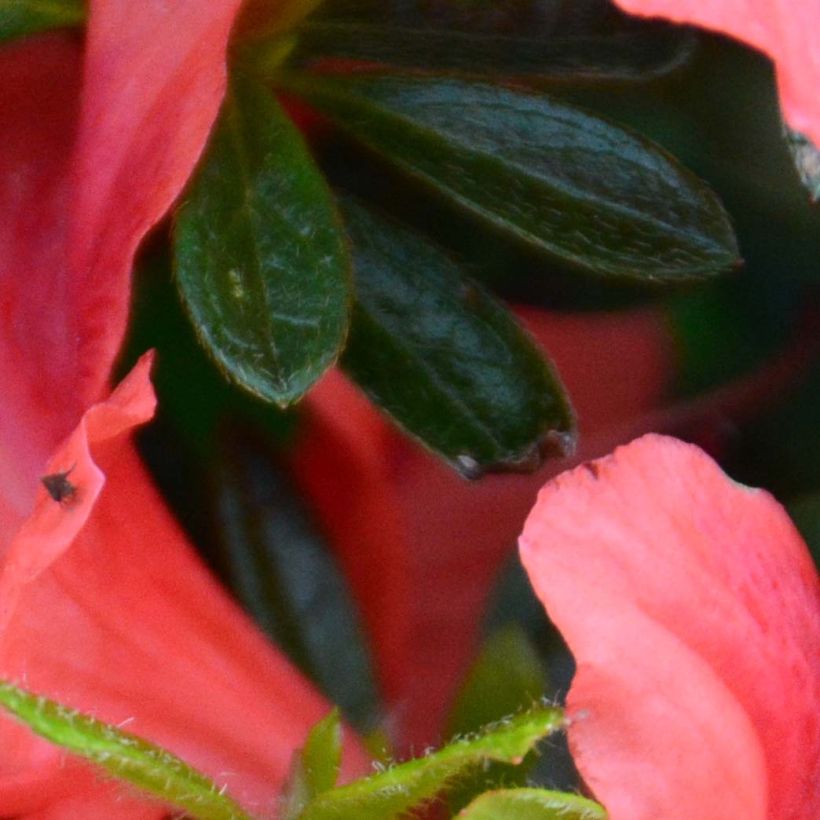 Japanische Azalee Tamanini - Azalea (Foliage)