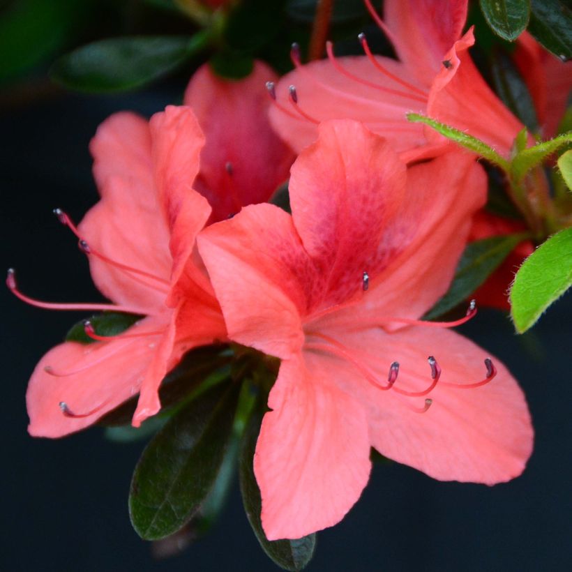 Japanische Azalee Tamanini - Azalea (Flowering)