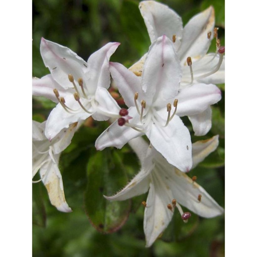 Sommergrüne Azalee Viscosa - Azalea mollis (Flowering)