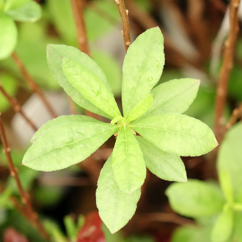 Sommergrüne Azalee Viscosa - Azalea mollis (Foliage)