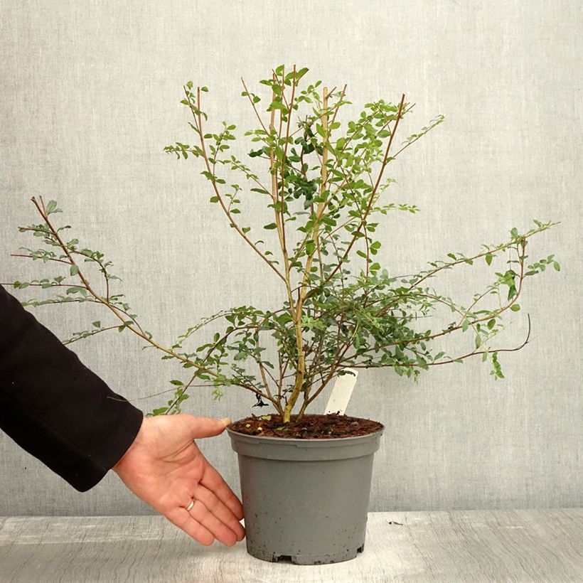 Example of Azara microphylla Topf mit 2L/3L as you get in automne