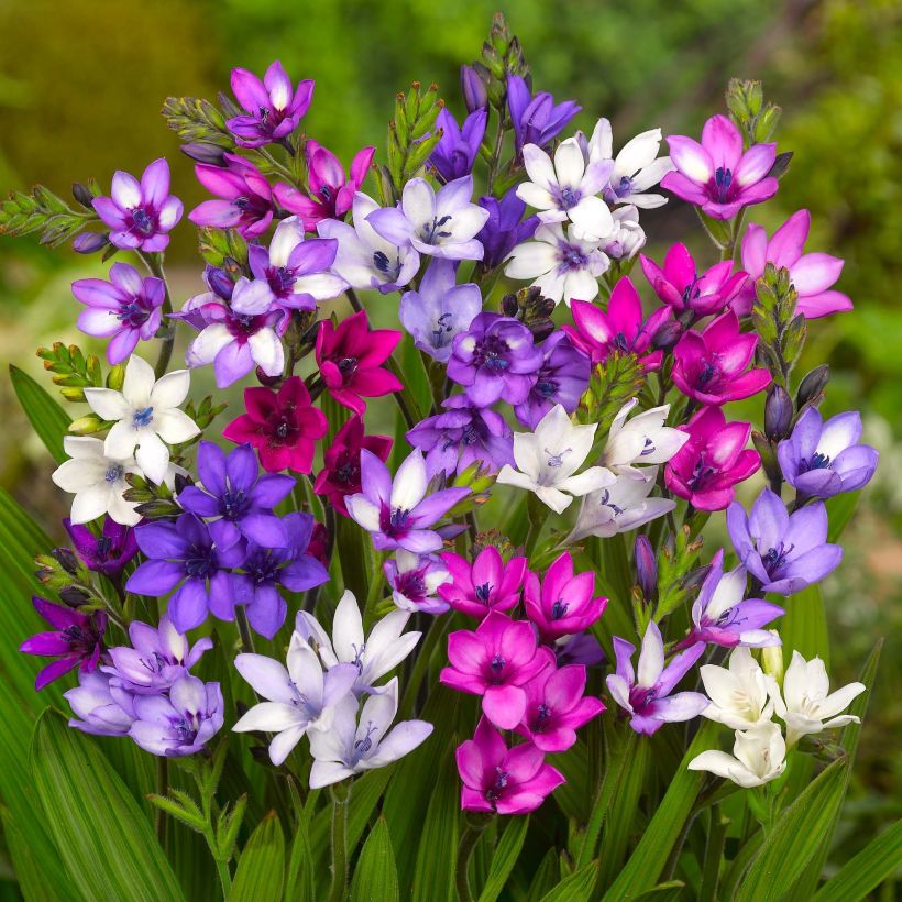 Babiana stricta - Paviansblume (Flowering)