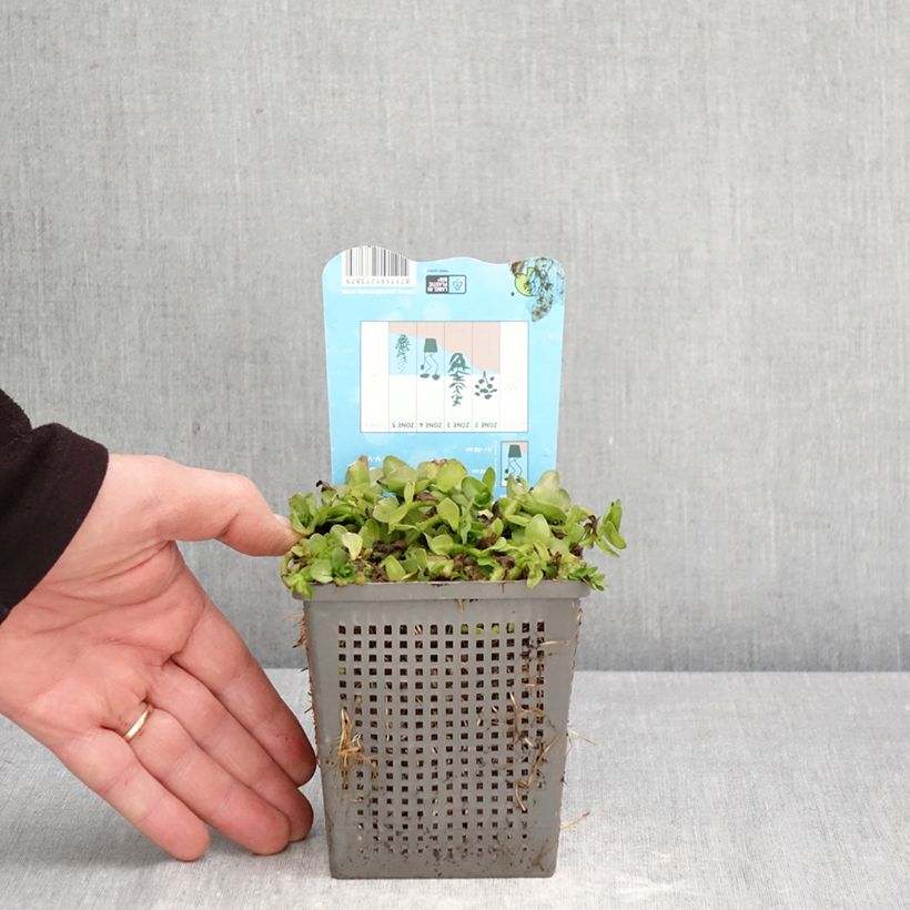 Exemplar von Bacopa caroliniana - Großes Fettblatt Topf mit 1L/1,5L wie im Frühjahr geliefert