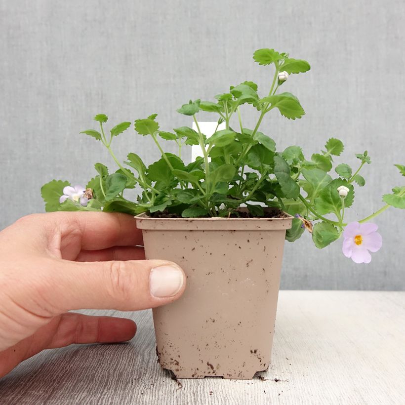 Example of Schneeflockenblume Scopia Gulliver Blue Sensation - Bacopa Kleine Töpfe von 8/9 cm as you get in printemps