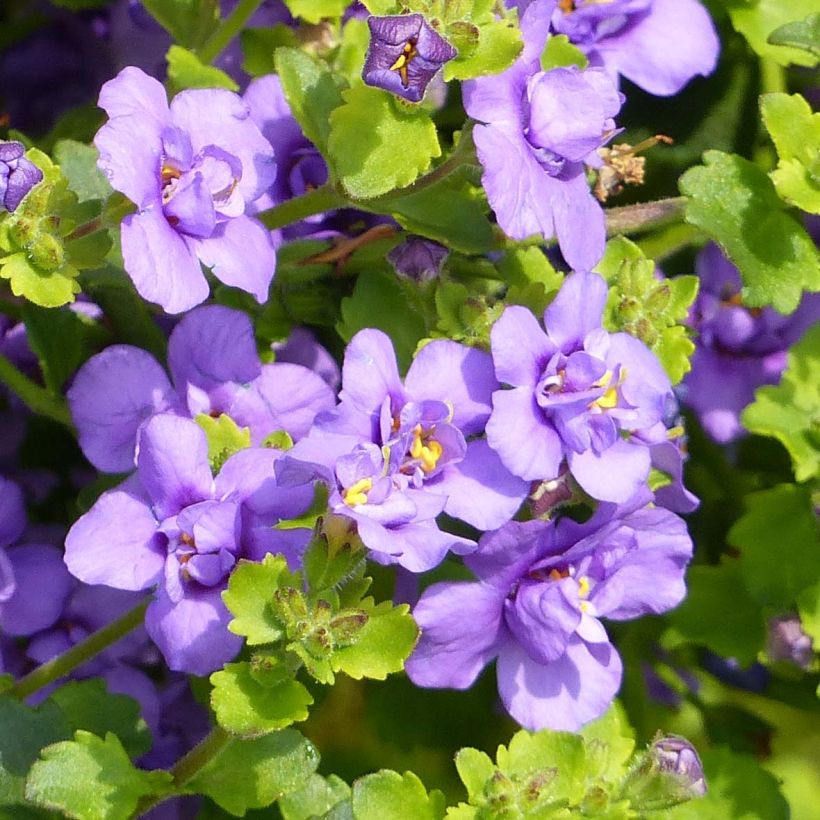 Schneeflockenblume Scopia Double Indigo - Bacopa (Flowering)