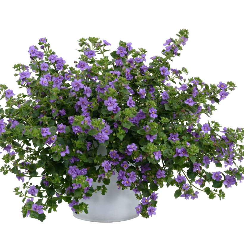 Schneeflockenblume Scopia Double Indigo - Bacopa (Plant habit)