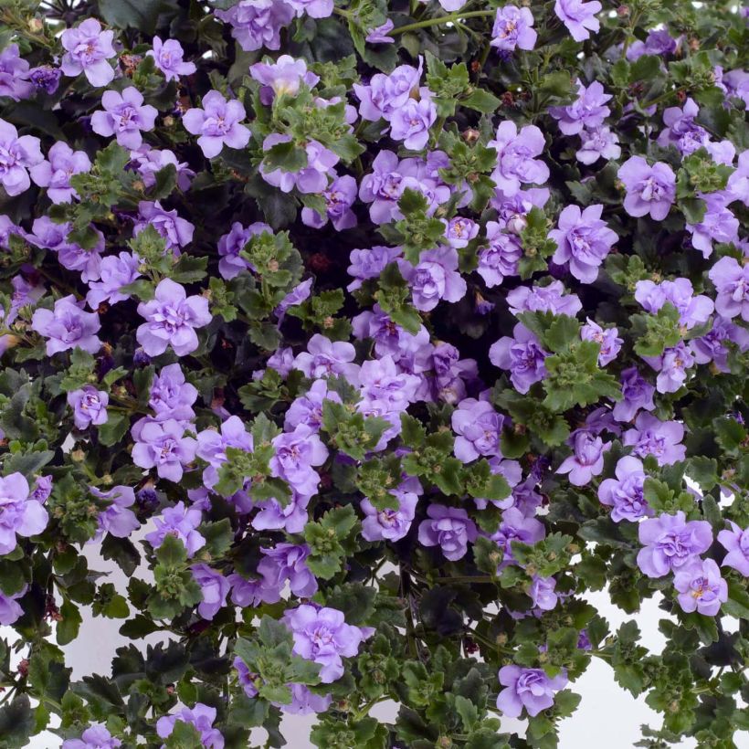 Schneeflockenblume Scopia Double Lavender - Bacopa (Flowering)