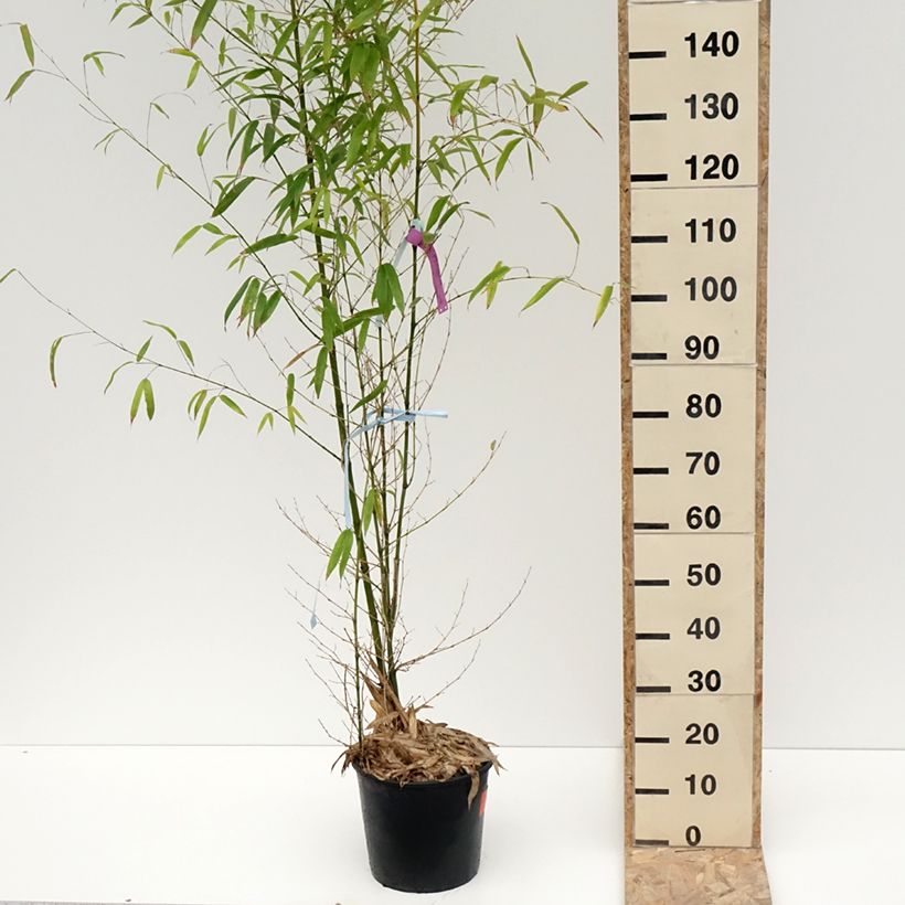Exemplar von Goldrohr Bambus - Phyllostachys aurea Topf mit 7,5L/10L wie im Winter geliefert
