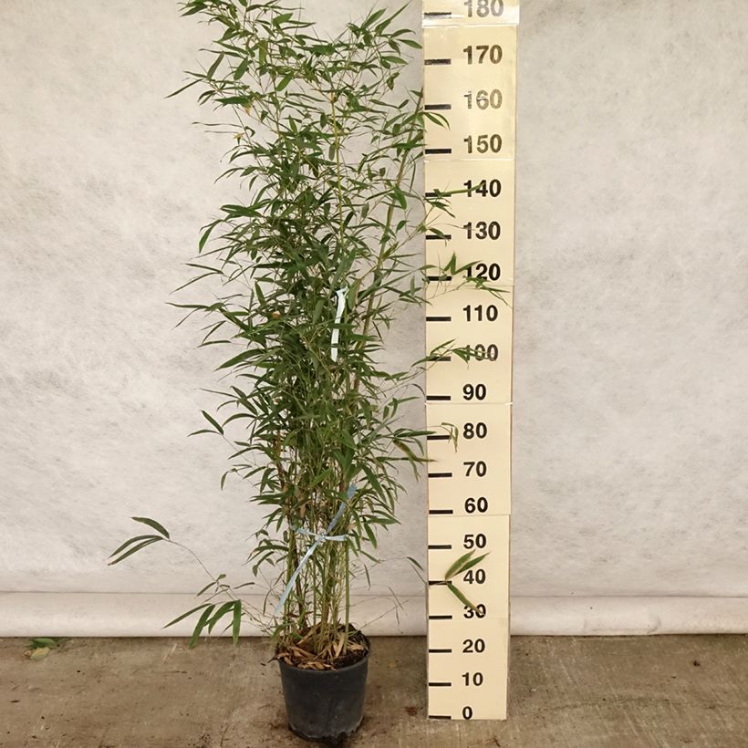 Example of Goldrohr Bambus - Phyllostachys aurea Topf mit 7,5L/10L as you get in ete