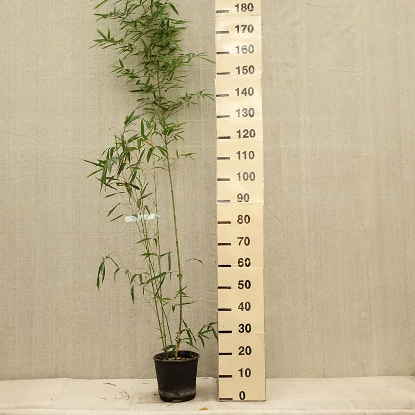 Example of Goldrohr Bambus Koï - Phyllostachys aurea Topf mit 4L/5L as you get in automne