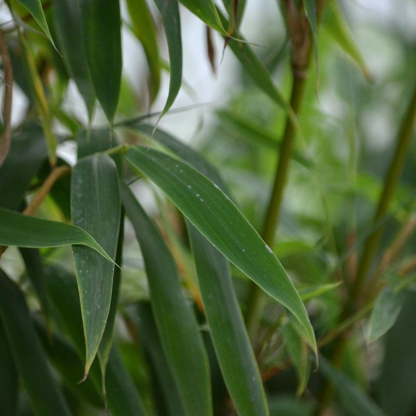 Fargesia murielae Jumbo - Bambus (Foliage)