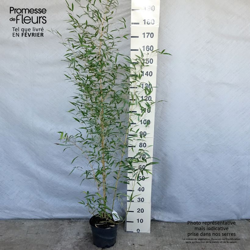 Exemplar von Rauher Gelbrinnen-Bambus Aureocaulis - Phyllostachys aureosulcata Topf mit 4L/5L wie im Winter geliefert