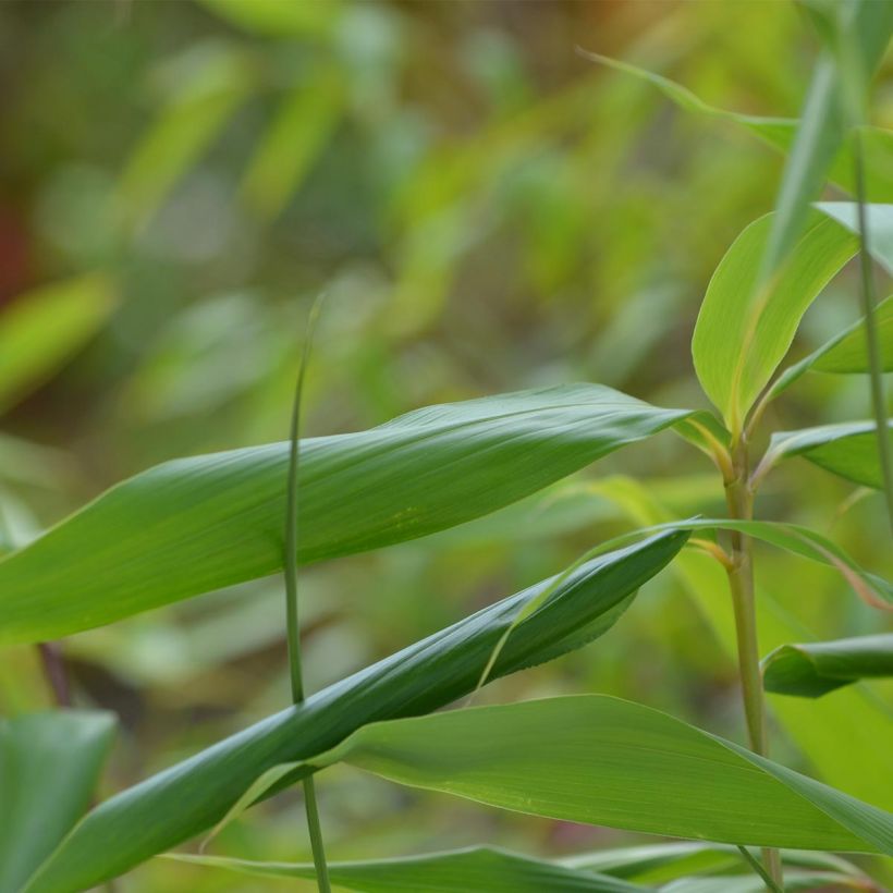 Pseudosasa japonica - Breitblattbambus (Foliage)