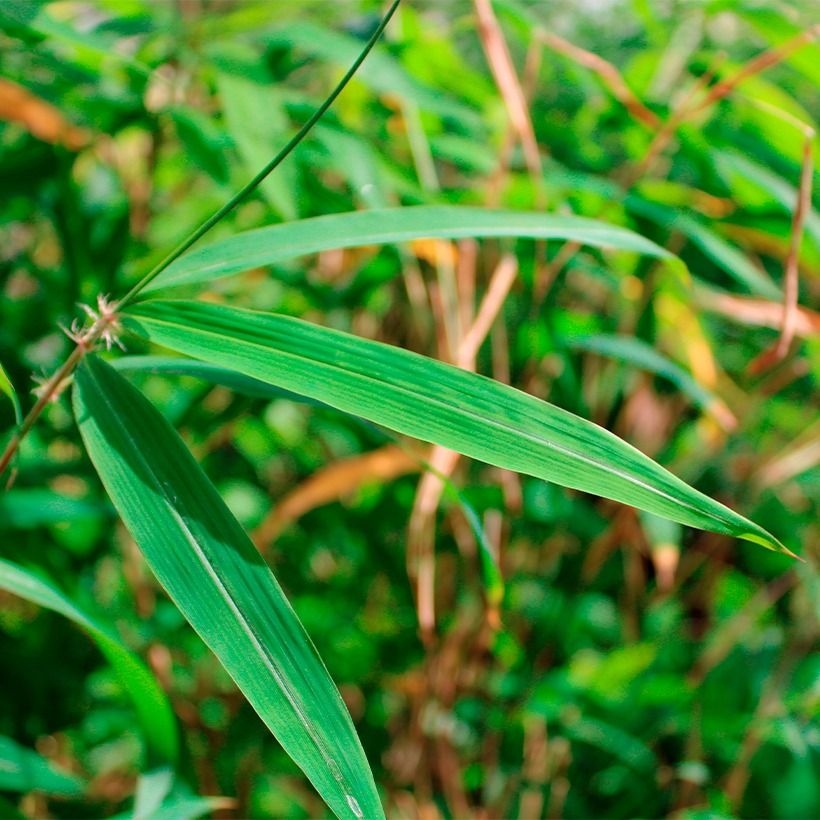 Fargesia yunnanensis - Bambus (Foliage)